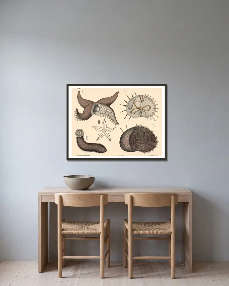 Stachelhäuter von Peter Dybdahl gerahmt an einer Wand