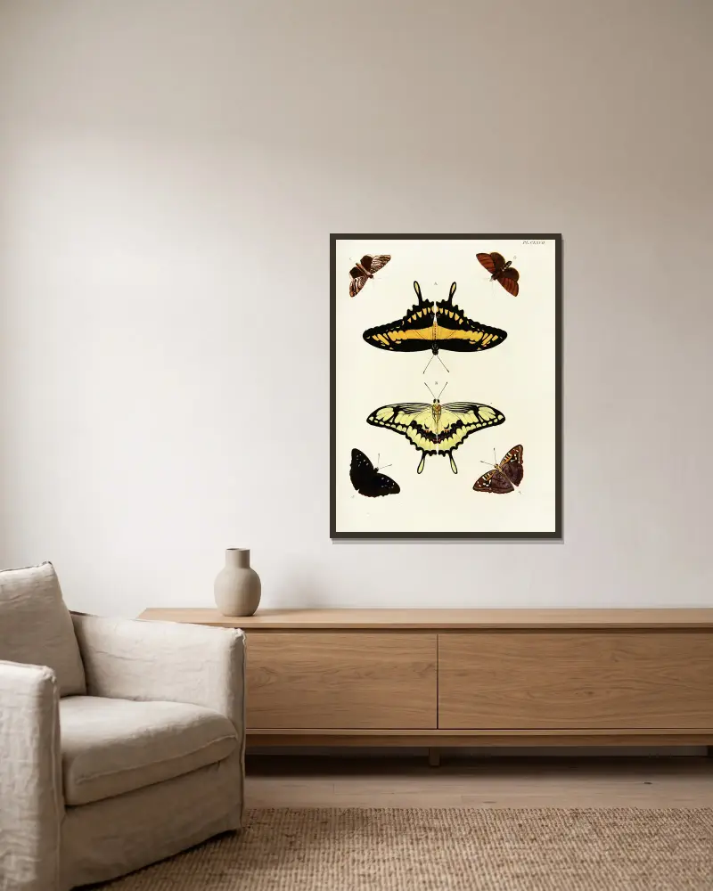 Ausländische Schmetterlinge aus den drei Kontinenten Asien, Afrika und Amerika, Tafel 414 von Pieter Cramer gerahmt an einer Wand