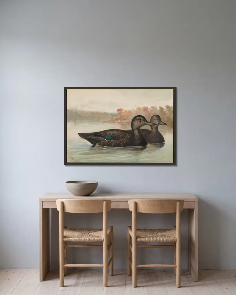 The black duck (Anas obscura) av Alexander Pope Jr. inramad på en vägg