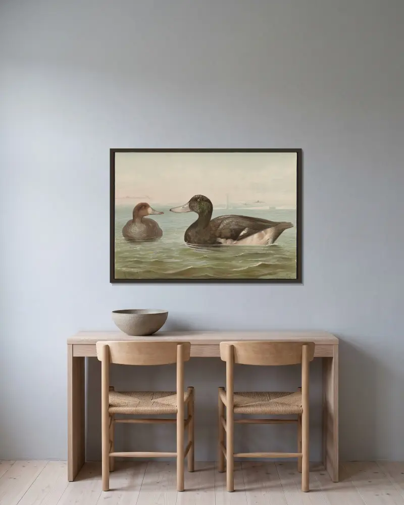 The blue-bill, or scaup duck (Fuligula marila) av Alexander Pope Jr. inramad på en vägg
