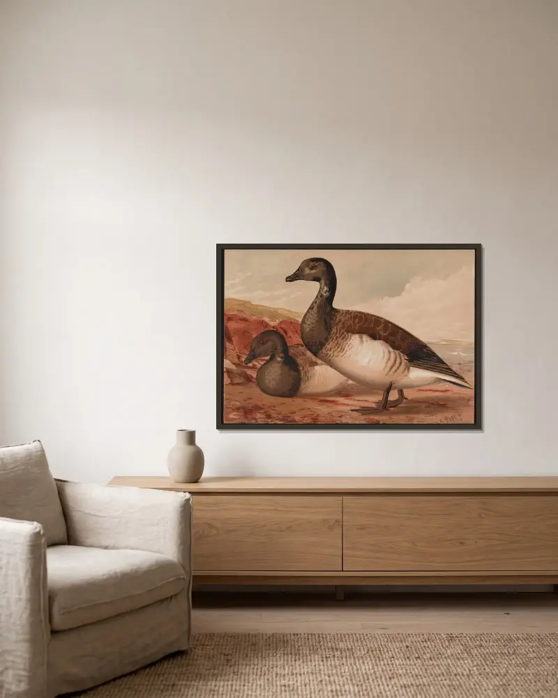 Bernikla tmavá (Branta bernicla), Alexander Pope Jr. v rámu na stěně