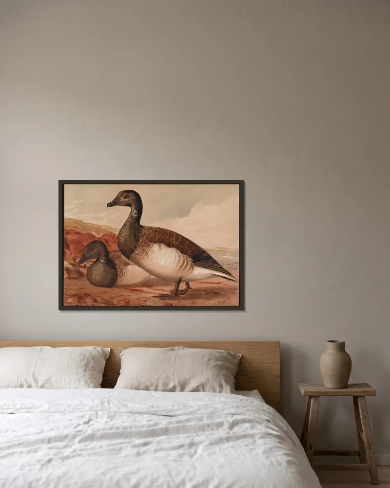 Bernikla tmavá (Branta bernicla), Alexander Pope Jr. v rámu na stěně