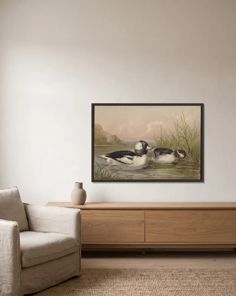 The buffle-headed duck (Bucephala alveola) av Alexander Pope Jr. inramad på en vägg