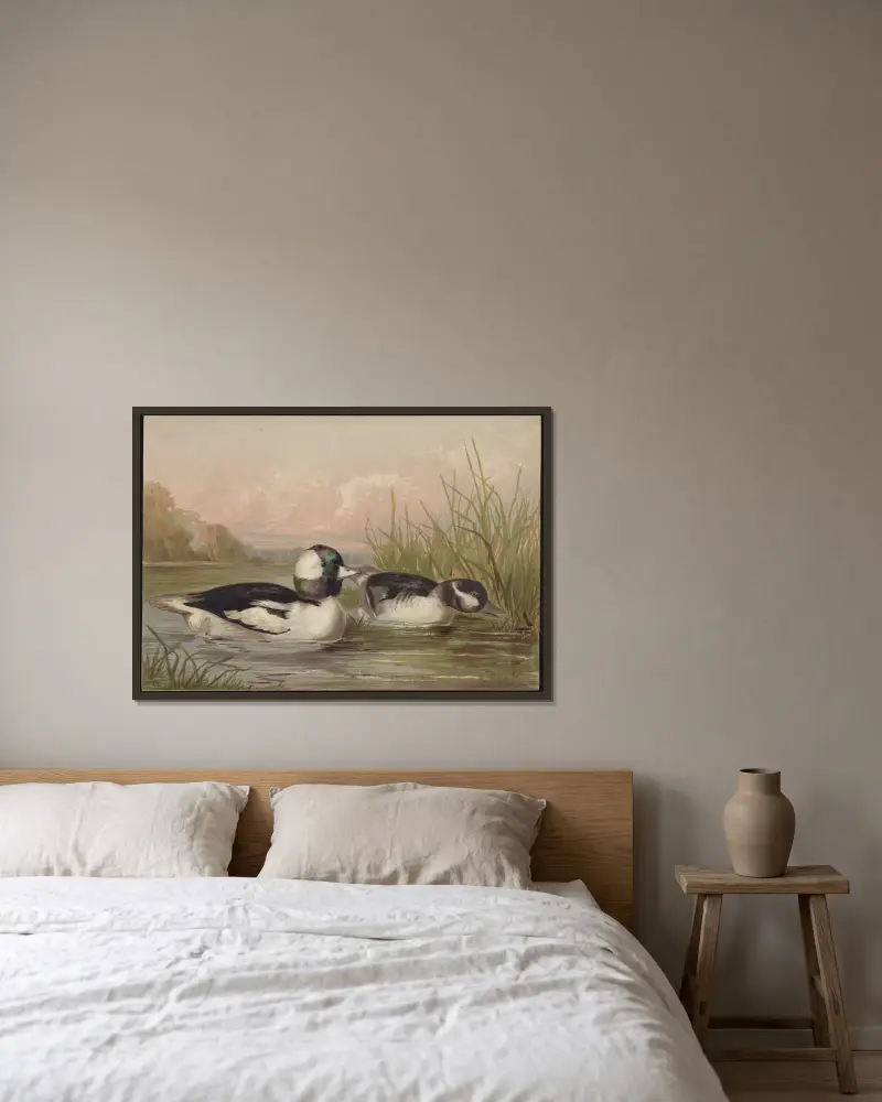 The buffle-headed duck (Bucephala alveola) av Alexander Pope Jr. inramad på en vägg