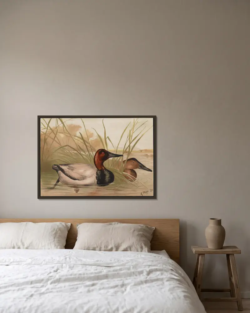 The canvas-back duck (Fuligula vallisneria) av Alexander Pope Jr. inramad på en vägg