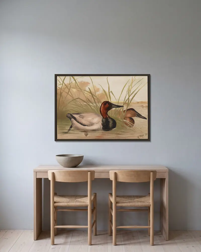 The canvas-back duck (Fuligula vallisneria) av Alexander Pope Jr. inramad på en vägg