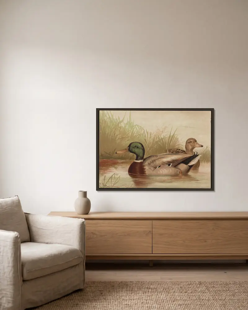 The mallard duck (Anas boschas) av Alexander Pope Jr. inramad på en vägg