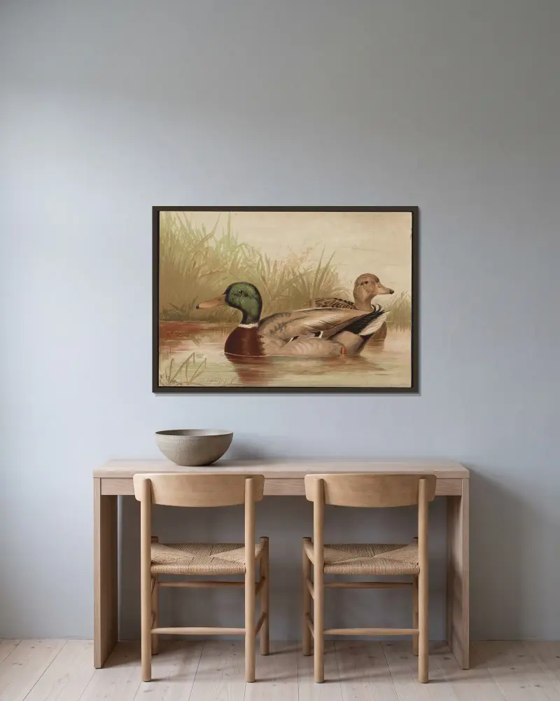 The mallard duck (Anas boschas) av Alexander Pope Jr. inramad på en vägg