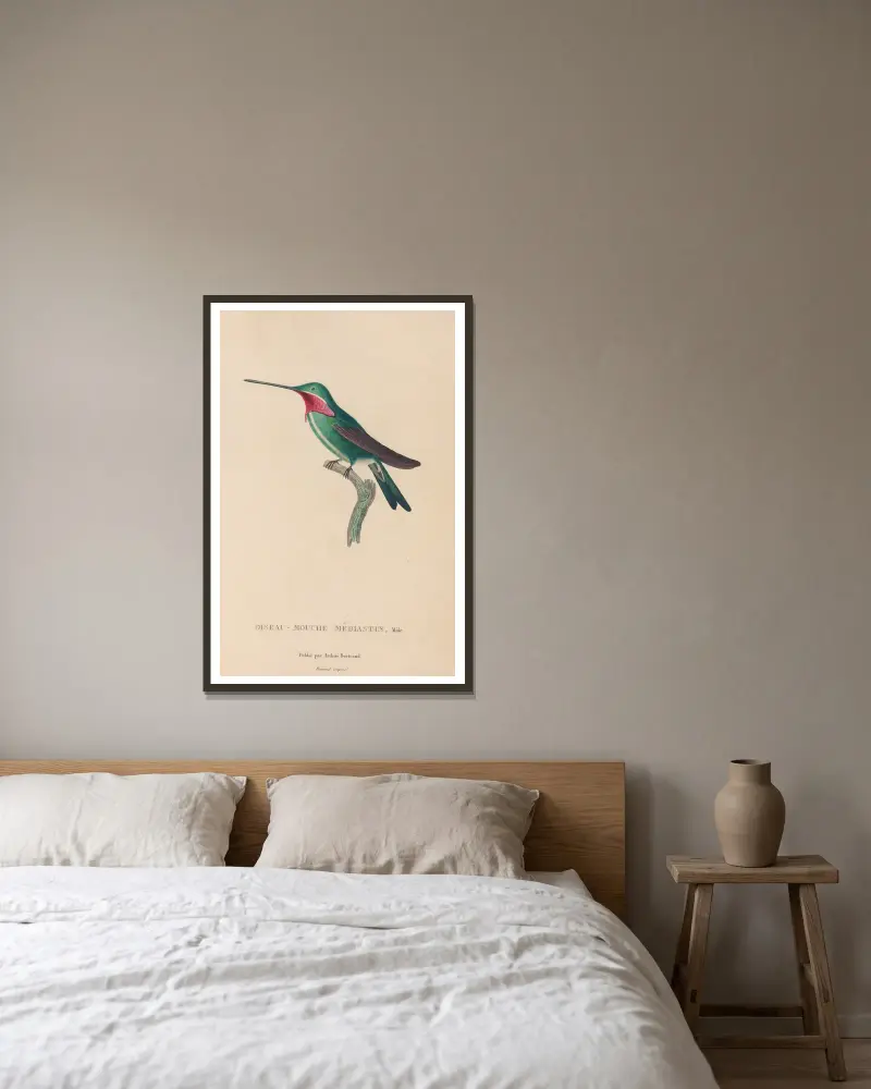 Kolibriernas naturhistoria, plansch 29 av René-Primevère Lesson inramad på en vägg