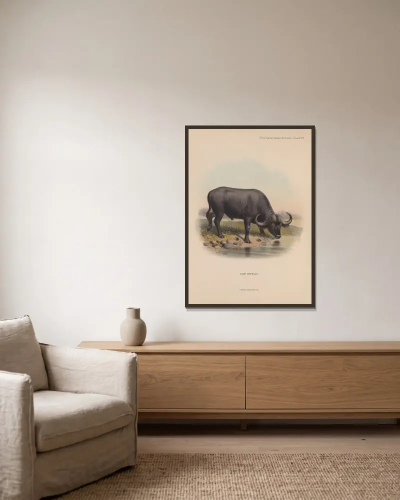 Cape Buffalo av Richard Lydekker inramad på en vägg