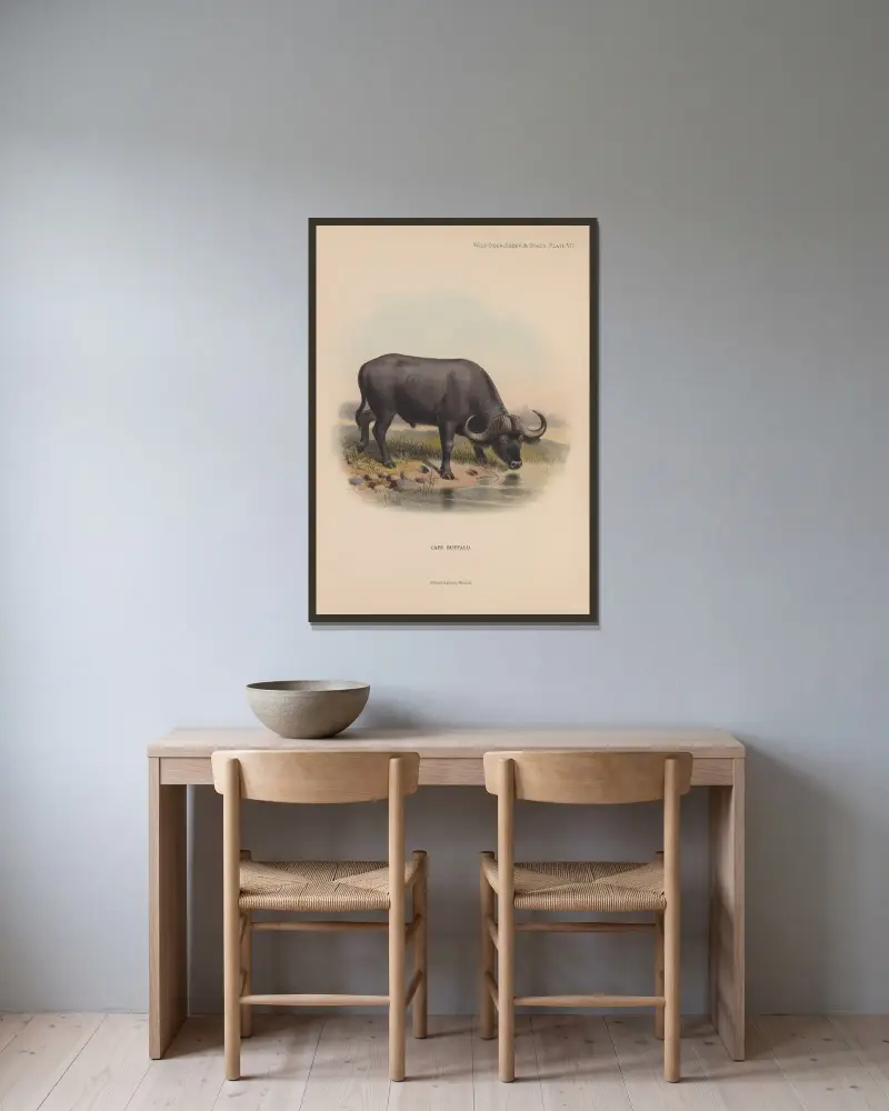 Cape Buffalo av Richard Lydekker inramad på en vägg