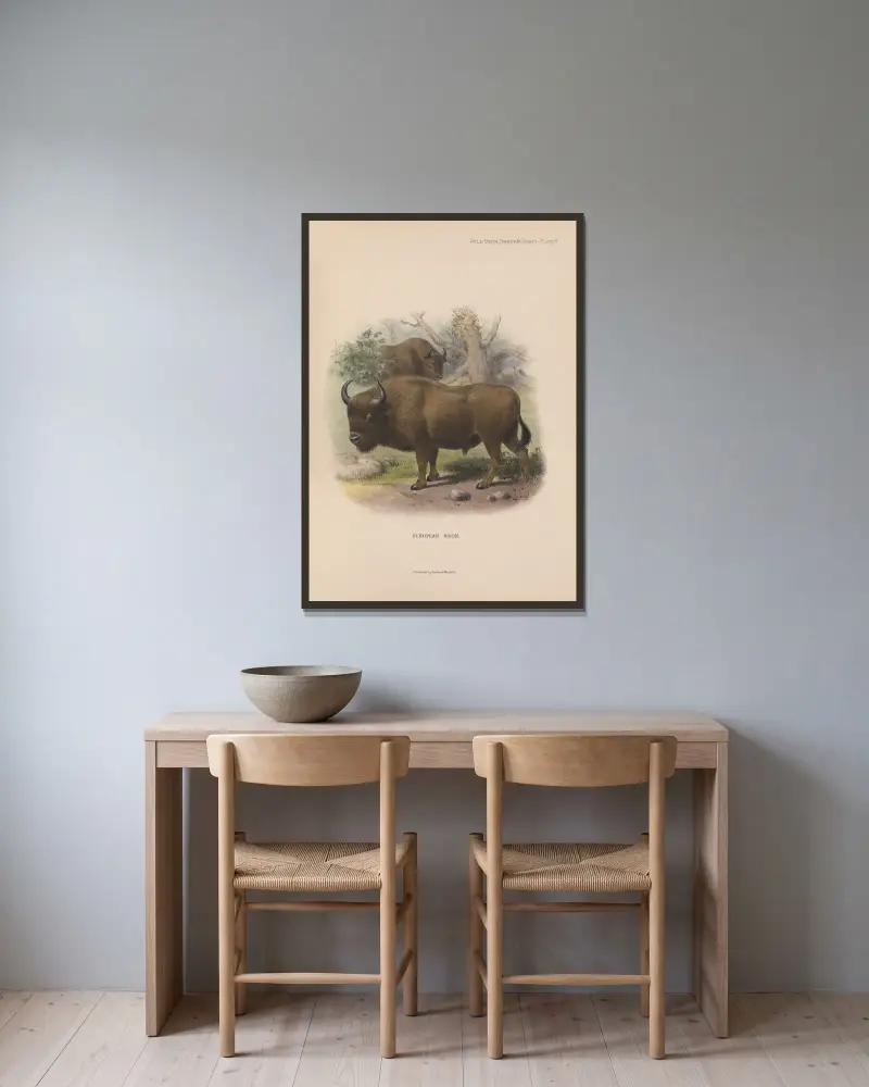 European Bison av Richard Lydekker inramad på en vägg