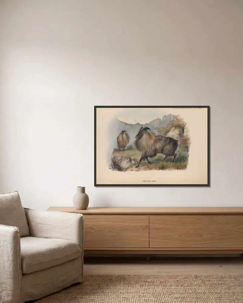 Himalaya-Tahr von Richard Lydekker gerahmt an einer Wand