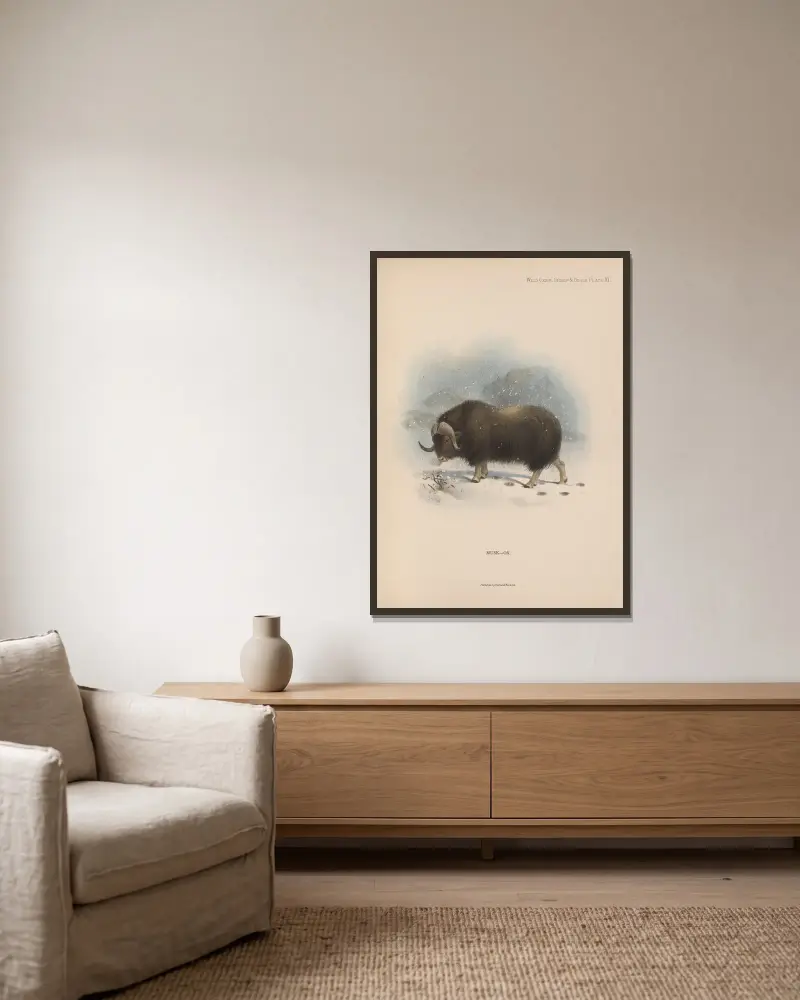 Musk-Ox av Richard Lydekker inramad på en vägg