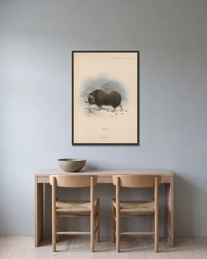Musk-Ox av Richard Lydekker inramad på en vägg