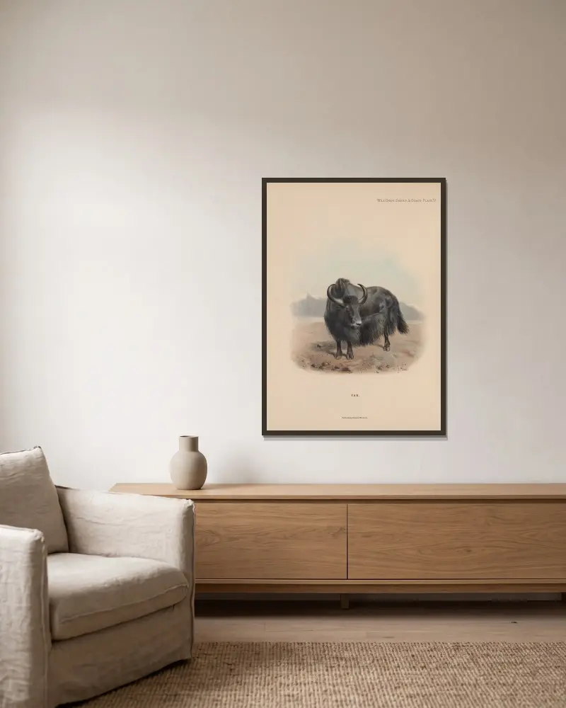 Yak av Richard Lydekker inramad på en vägg