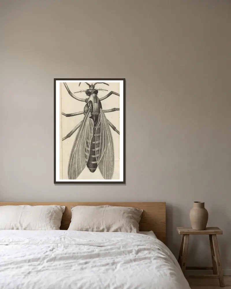Microscopic view of a great belly’d [bellied] gnat or female gnat av Robert Hooke inramad på en vägg