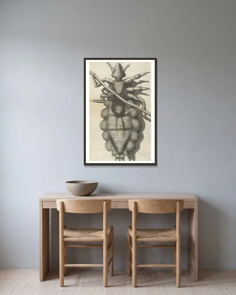 Mikroskopický pohled na veš, Robert Hooke v rámu na stěně