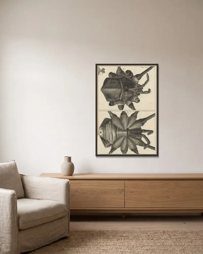 Mikroskopische Ansicht einer Hirten- oder Langbeinspinne von Robert Hooke gerahmt an einer Wand