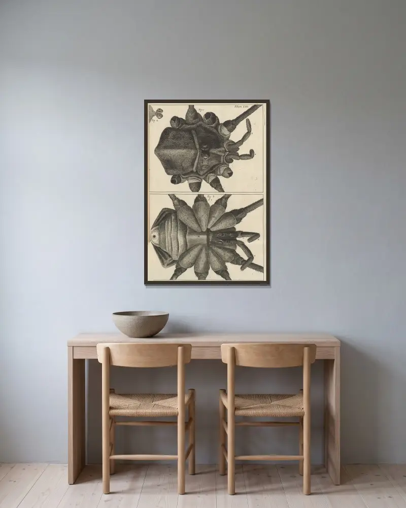 Mikroskopische Ansicht einer Hirten- oder Langbeinspinne von Robert Hooke gerahmt an einer Wand
