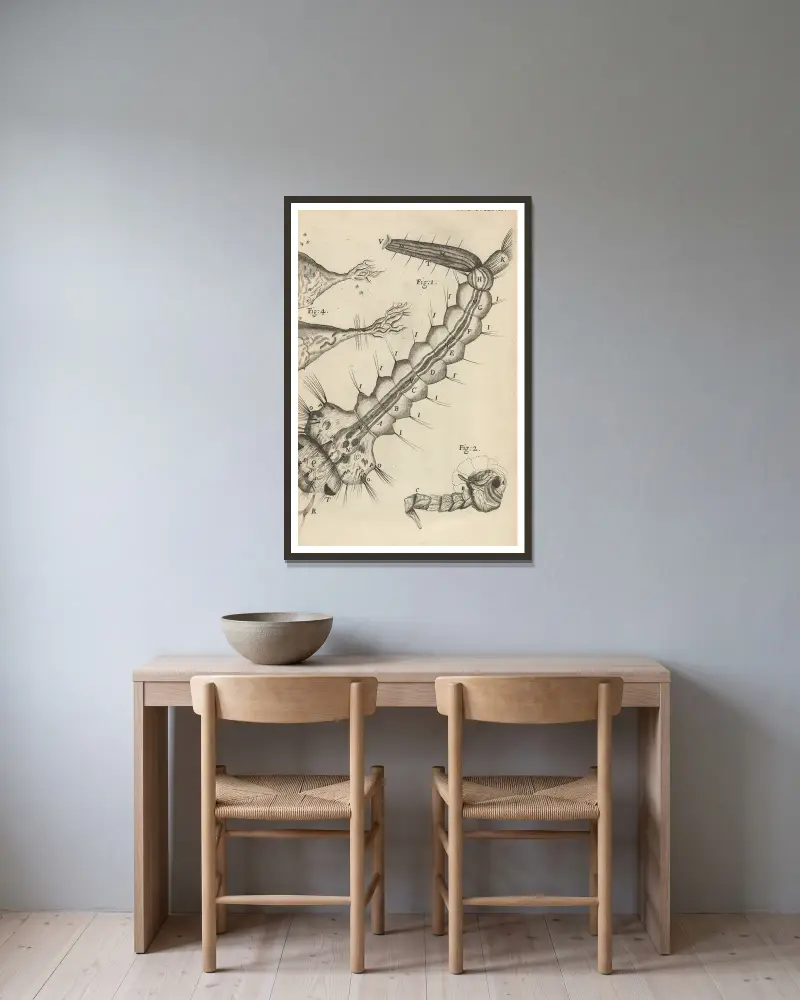 Mikroskopisk bild av en vatteninsekt eller mygga av Robert Hooke inramad på en vägg