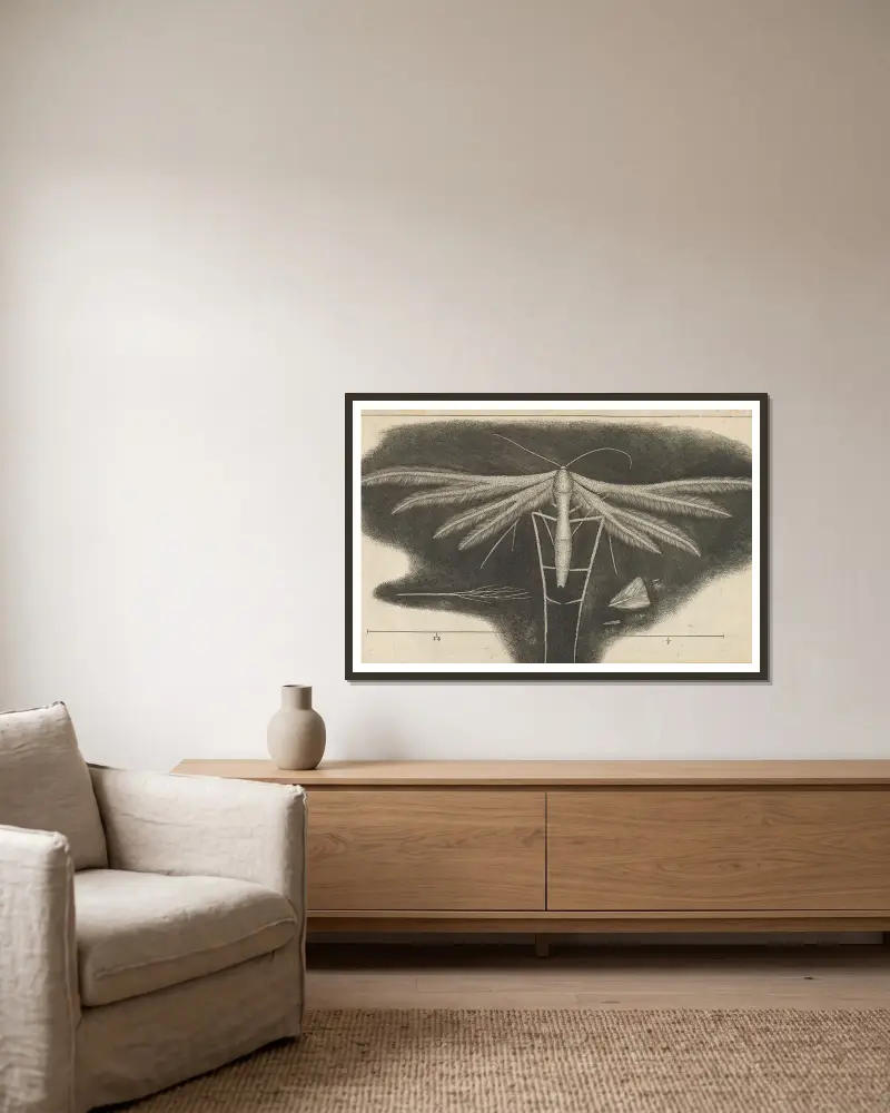 Mikroskopische Ansicht einer weißen geflügelten Motte von Robert Hooke gerahmt an einer Wand