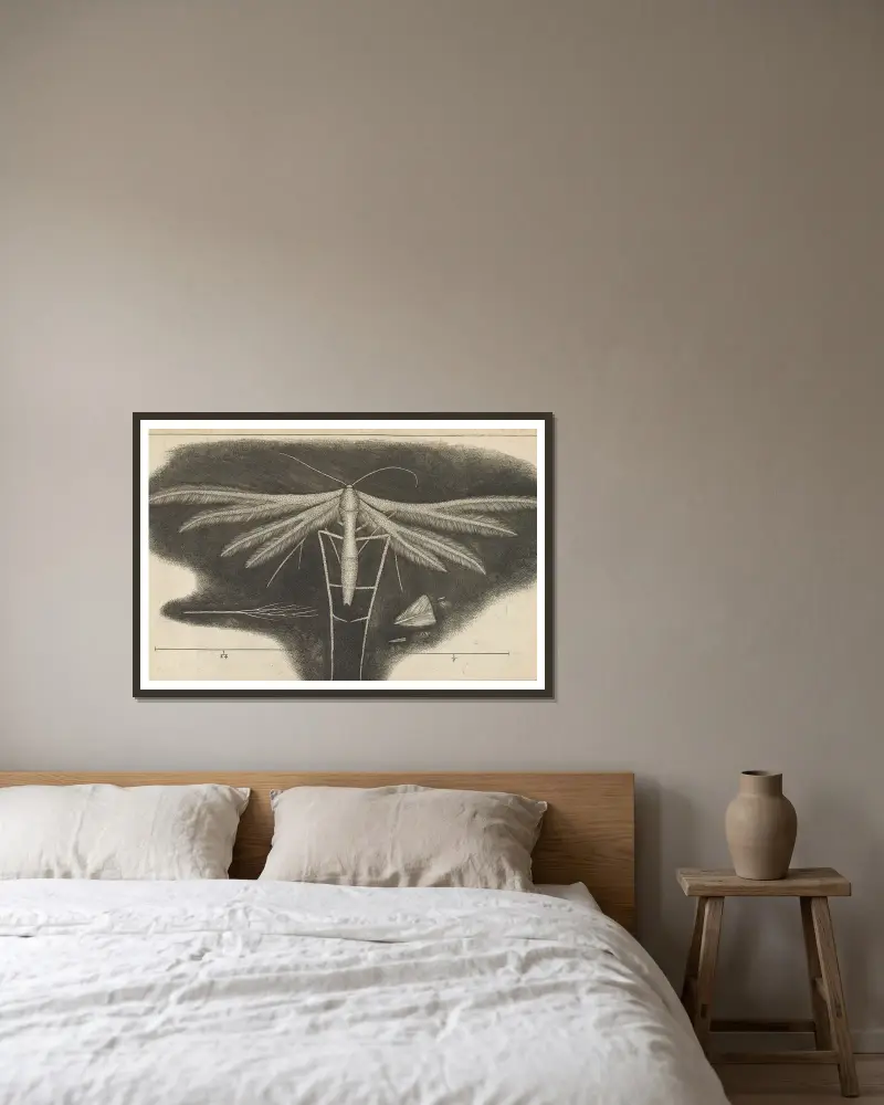 Mikroskopische Ansicht einer weißen geflügelten Motte von Robert Hooke gerahmt an einer Wand
