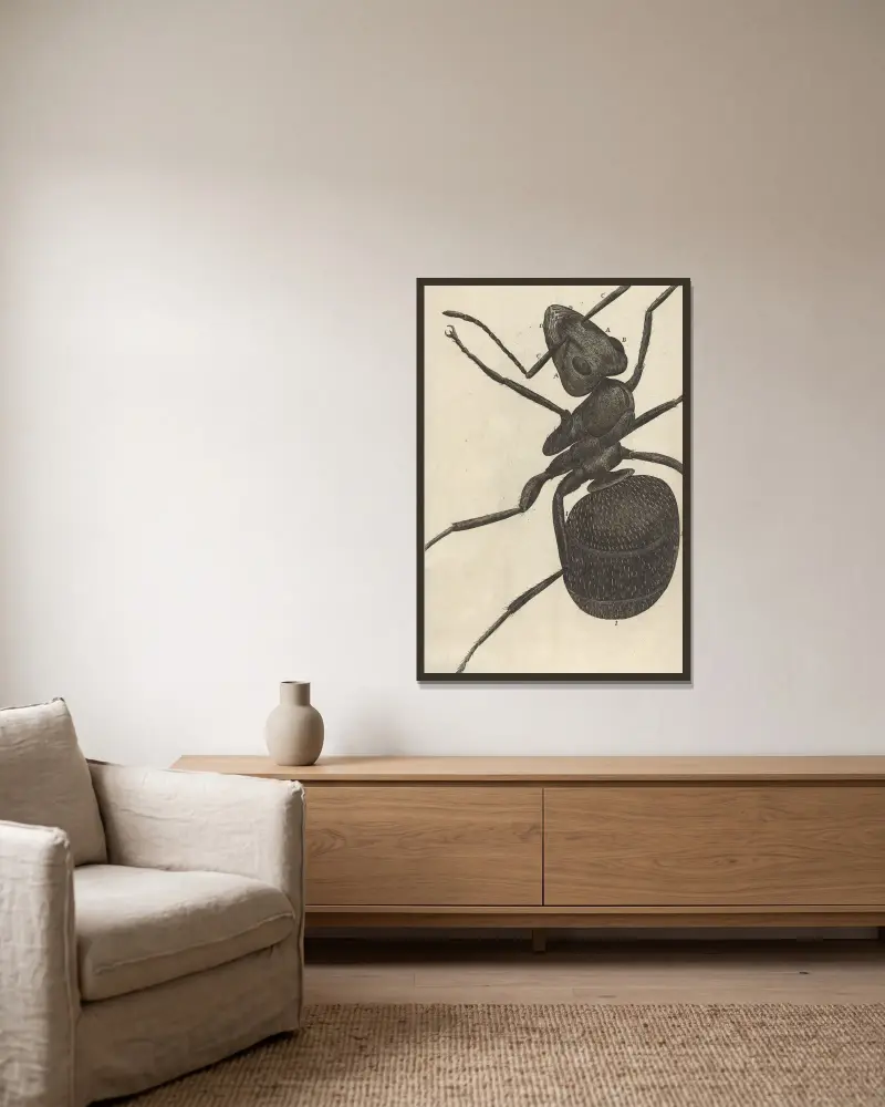 Mikroskopische Ansicht einer Ameise von Robert Hooke gerahmt an einer Wand