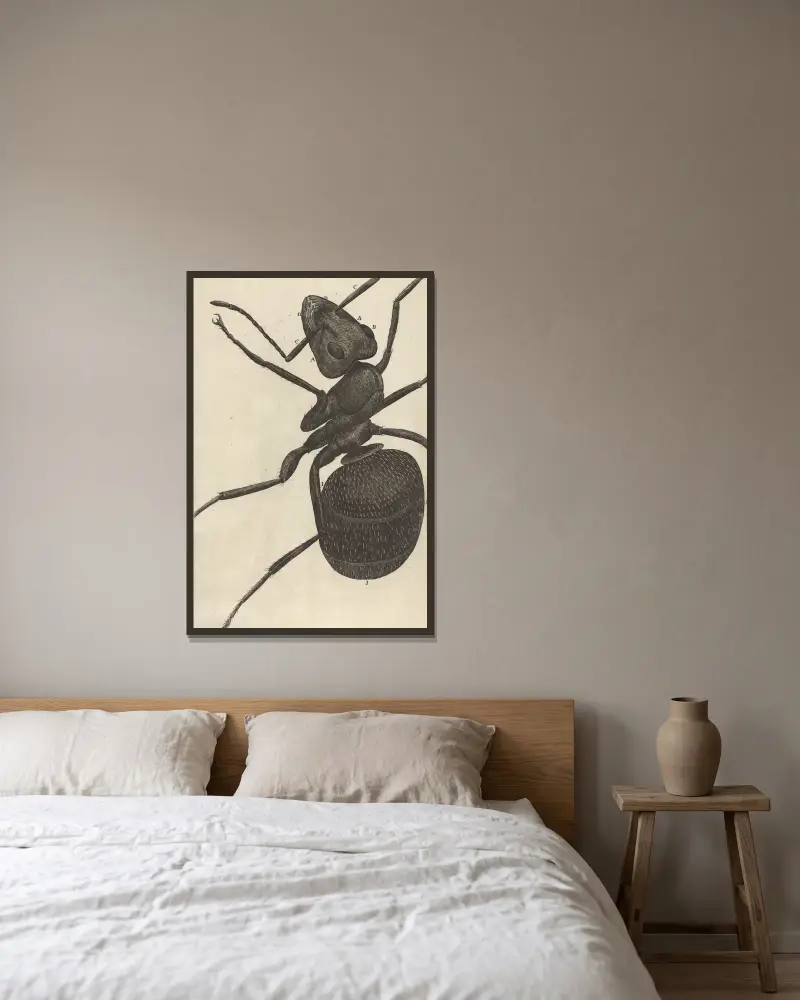 Mikroskopische Ansicht einer Ameise von Robert Hooke gerahmt an einer Wand