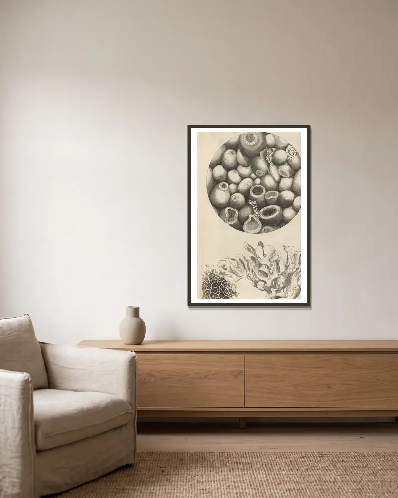 Mikroskopisk bild av Ketteringsten, havsmossa och svamp av Robert Hooke inramad på en vägg