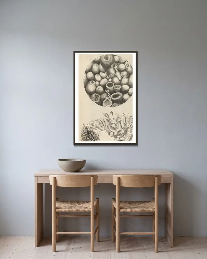 Mikroskopisk bild av Ketteringsten, havsmossa och svamp av Robert Hooke inramad på en vägg