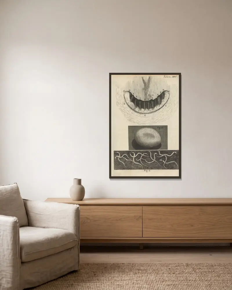 Mikroskopisk bild av snigeltänder och silkesmaskägg av Robert Hooke inramad på en vägg