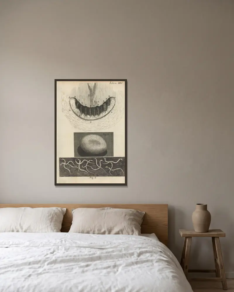Mikroskopisk bild av snigeltänder och silkesmaskägg av Robert Hooke inramad på en vägg