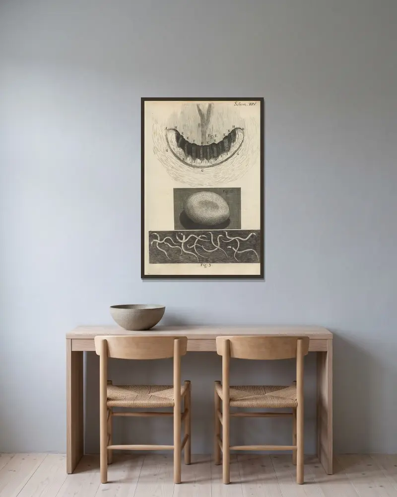 Mikroskopisk bild av snigeltänder och silkesmaskägg av Robert Hooke inramad på en vägg