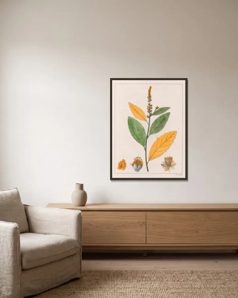 Croton Perdicipes von Auguste de Saint-Hilaire gerahmt an einer Wand