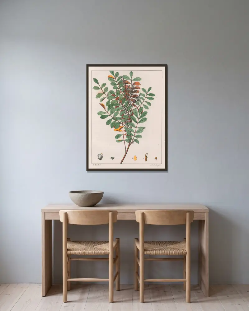 Zanthoxylum Hyemale av Auguste de Saint-Hilaire inramad på en vägg