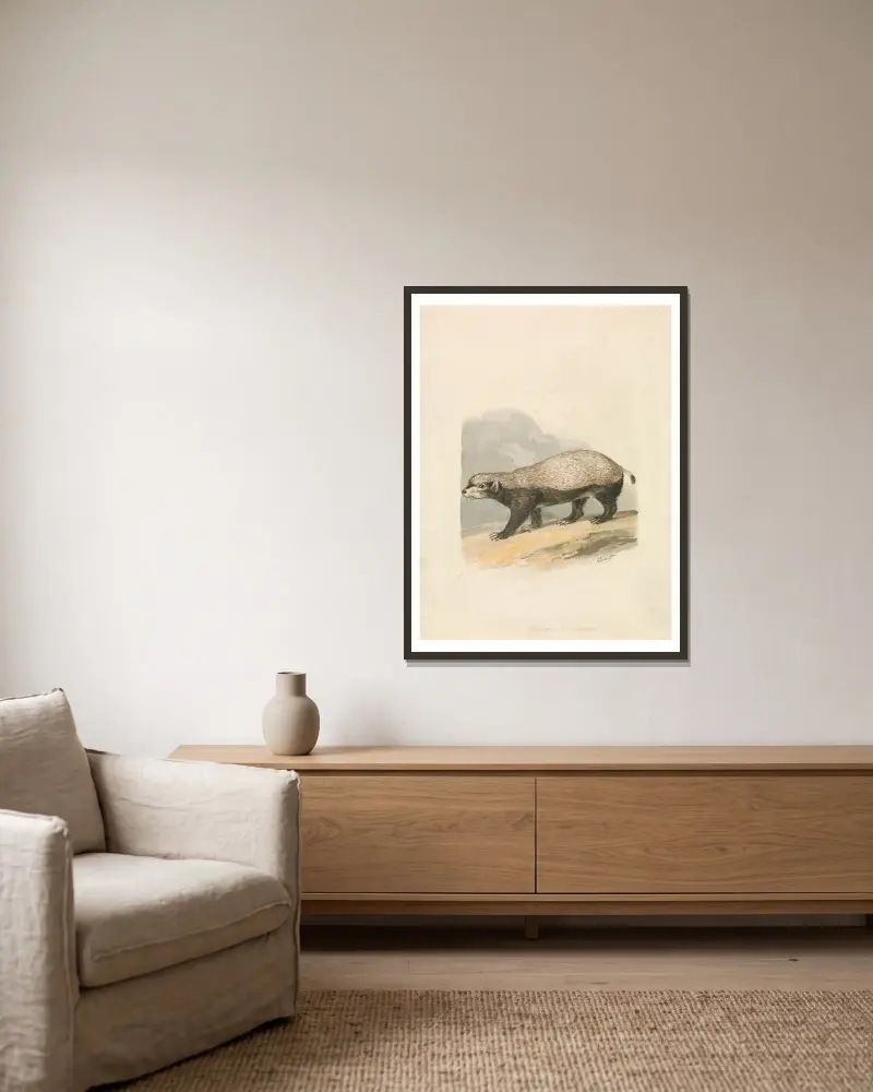 Honey-Badger von Samuel Howitt gerahmt an einer Wand