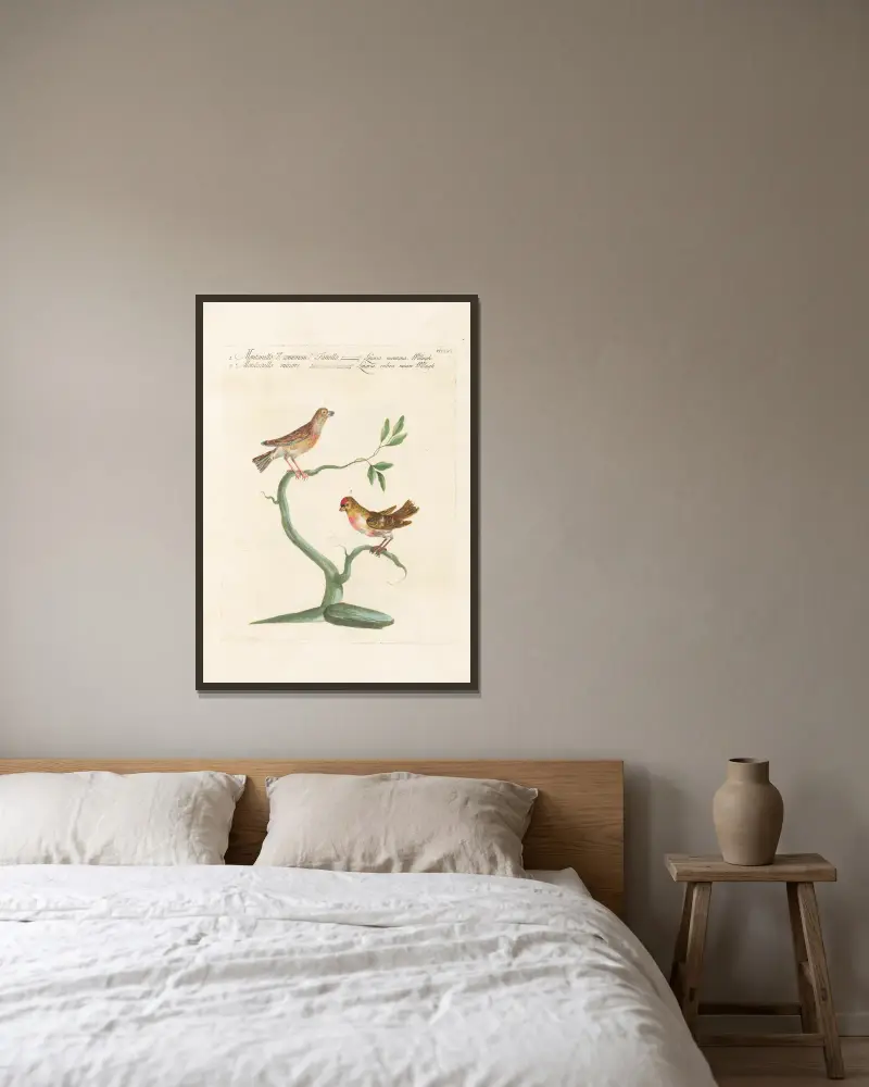 Ornithologia methodice digesta Pl.338 av Saverio Manetti inramad på en vägg