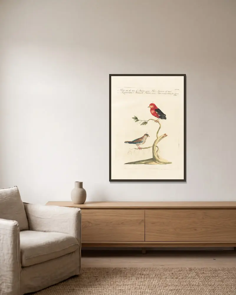 Ornithologia methodice digesta Pl.342 av Saverio Manetti inramad på en vägg