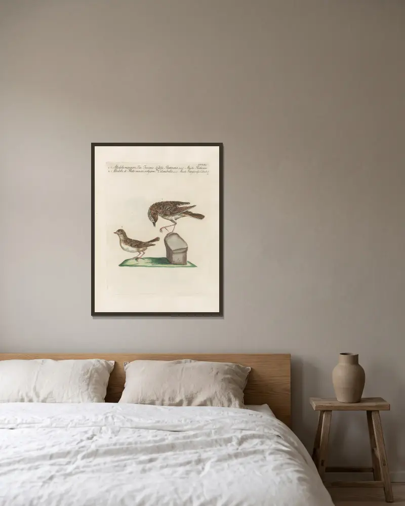 Ornithologia methodice digesta Pl.357 av Saverio Manetti inramad på en vägg