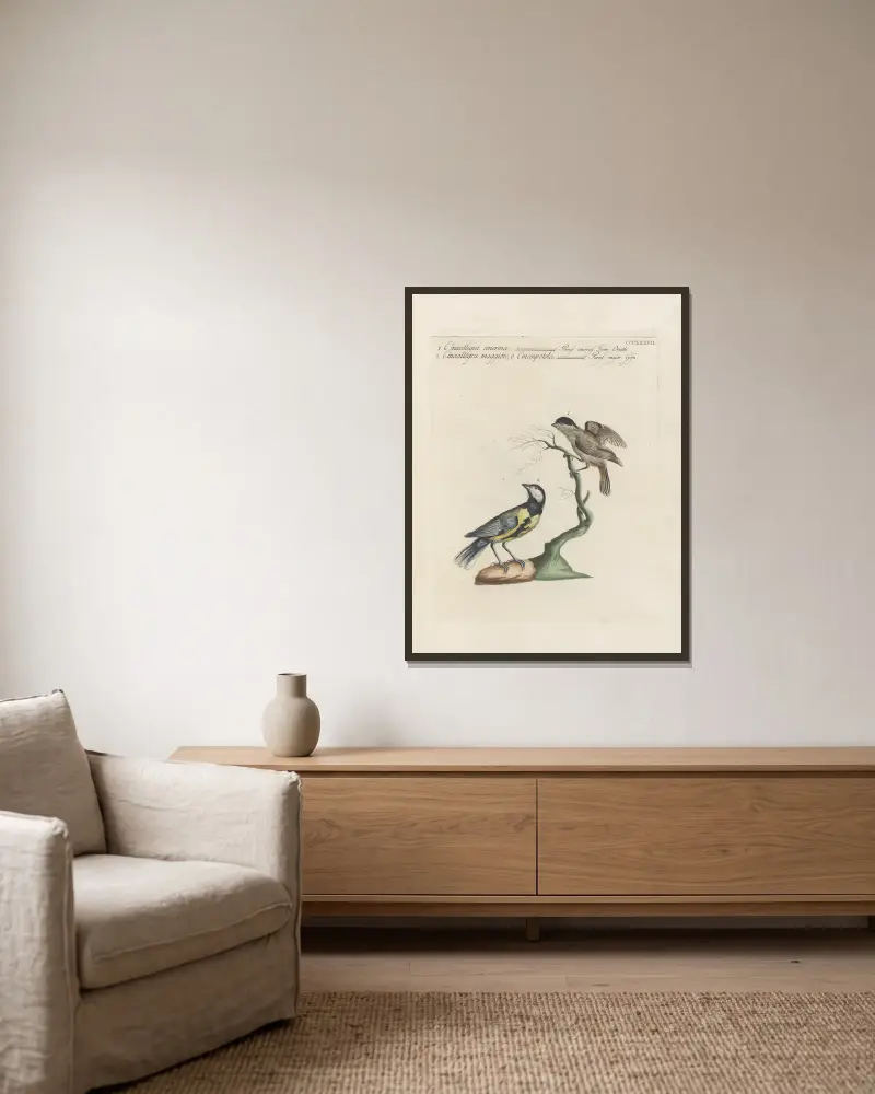 Ornithologia methodice digesta Pl.359 av Saverio Manetti inramad på en vägg