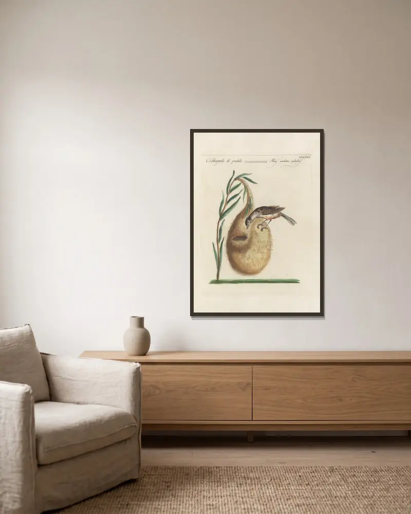 Ornithologia methodice digesta Pl.362 von Saverio Manetti gerahmt an einer Wand