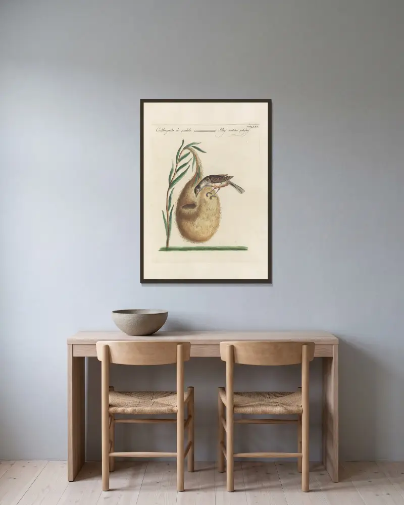 Ornithologia methodice digesta Pl.362 von Saverio Manetti gerahmt an einer Wand