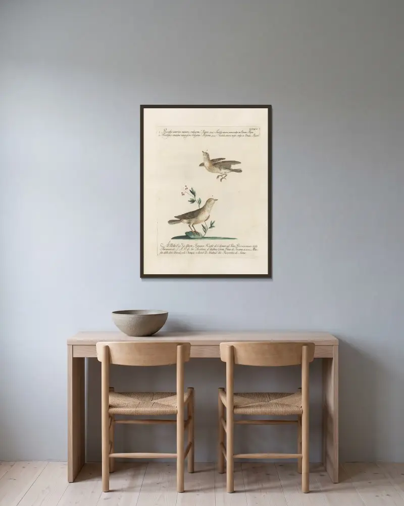 Ornithologia methodice digesta Pl.377 av Saverio Manetti inramad på en vägg