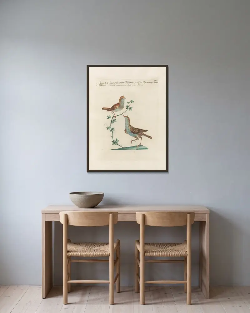 Ornithologia methodice digesta Pl.382 av Saverio Manetti inramad på en vägg