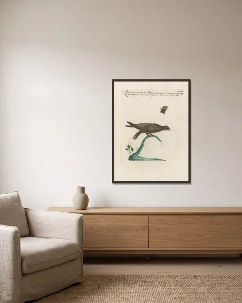 Ornithologia methodice digesta Taf. 394 von Saverio Manetti gerahmt an einer Wand