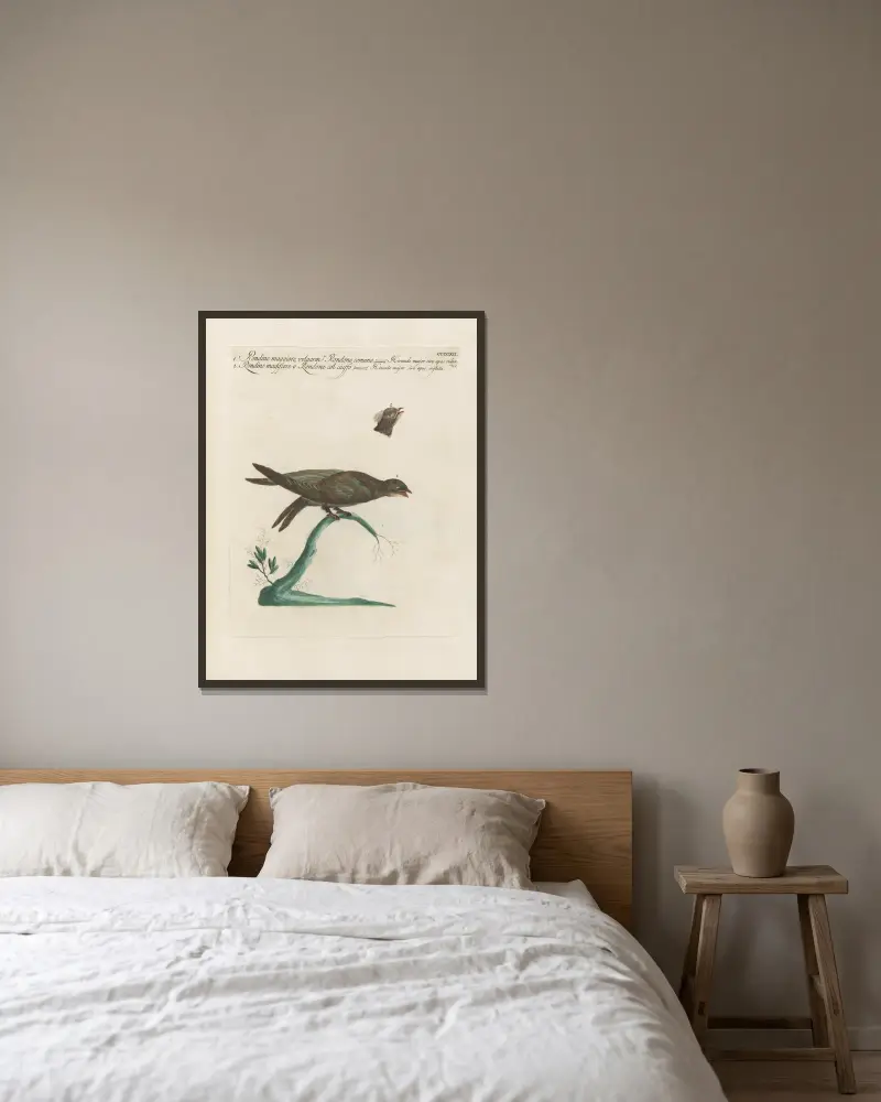 Ornithologia methodice digesta Taf. 394 von Saverio Manetti gerahmt an einer Wand