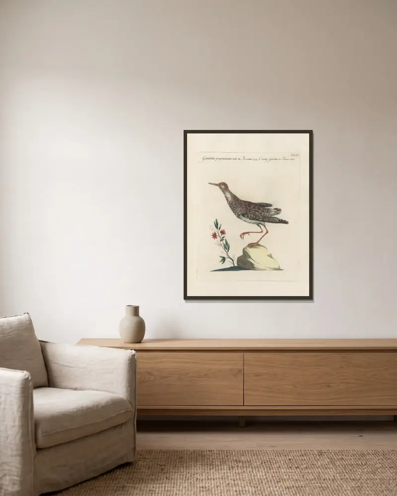 Ornithologia methodice digesta Pl.447 von Saverio Manetti gerahmt an einer Wand