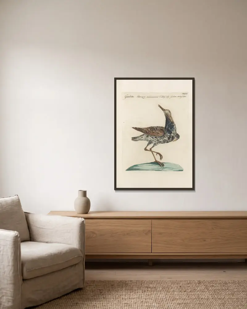 Ornithologia methodice digesta Taf. 448 von Saverio Manetti gerahmt an einer Wand