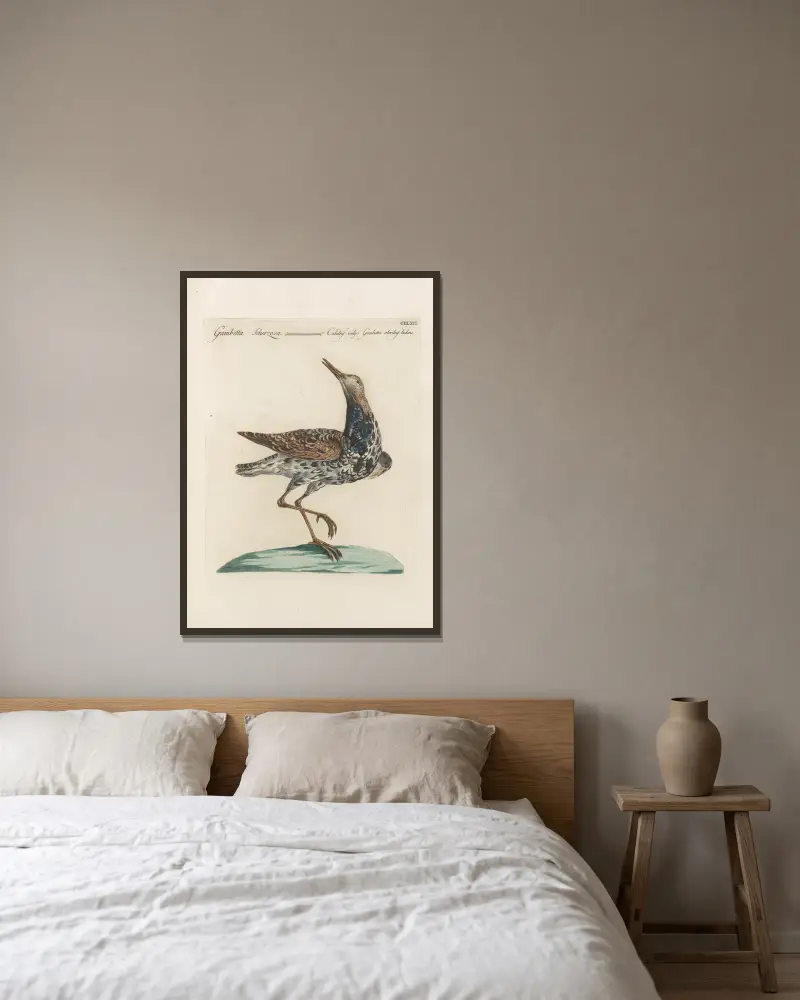 Ornithologia methodice digesta Taf. 448 von Saverio Manetti gerahmt an einer Wand